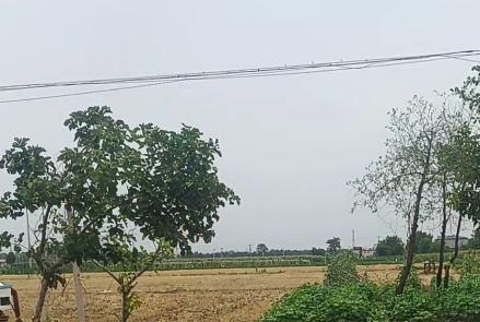 庄稼地