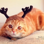 家养一窝纯种比熊出售。实拍照片。上门六百一只 疫苗已做