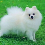 出售沙皮幼犬品相好 纯种健康保证品质优