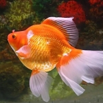 出售各种观赏鱼，批发价，自己养殖，价格低廉，有需要的老板滴滴