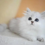 常年出售各种宠物猫