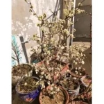 邯郸花鸟鱼虫·龙游梅花。珍惜梅花品种，本地上盆养大，同城转让。