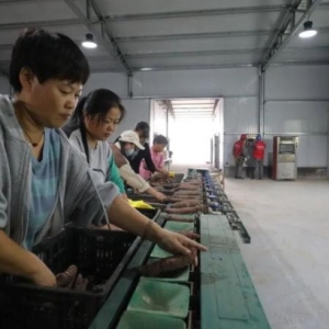 河北邯郸：以电力赋能特色农产品加工，促农民增收